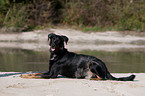 liegender Beauceron