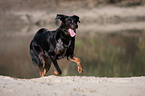 rennender Beauceron