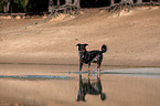 rennender Beauceron