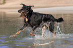 spielender Beauceron