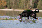 rennender Beauceron