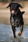 rennender Beauceron