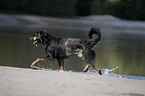 spielender Beauceron