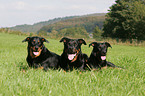 Beaucerons