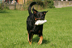 spielender Beauceron