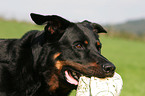 Beauceron Portrait