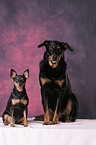 Beauceron und Zwergpinscher