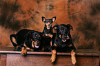 Beauceron und Zwergpinscher