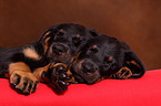 Beauceron Welpen