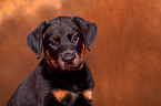 Beauceron Welpe