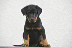 Beauceron Welpe