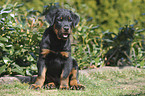 Beauceron Welpe