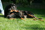 Beauceron mit Ktzchen