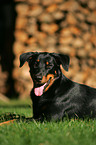 liegender Beauceron