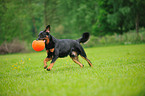 spielender Beauceron