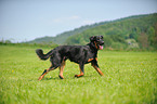 laufender Beauceron