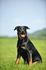 sitzender Beauceron