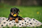 Beauceron Welpe