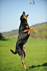 spielender Beauceron