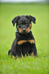 Beauceron Welpe