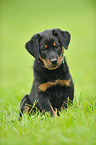 Beauceron Welpe