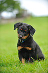 Beauceron Welpe