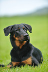 Beauceron