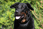 Beauceron Portrait