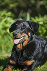 Beauceron Portrait