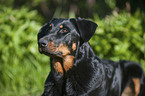 Beauceron Portrait