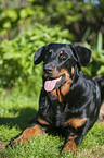 liegender Beauceron