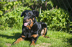 liegender Beauceron