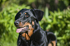 Beauceronb Portrait