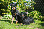 Beaucerons