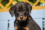 Beauceron Welpe