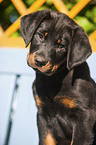 Beauceron Welpe