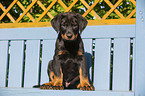 Beauceron Welpe