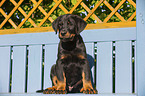 Beauceron Welpe