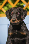 Beauceron Welpe