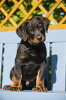 Beauceron Welpe