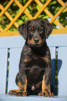 Beauceron Welpe