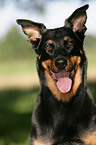 Beauceron Portrait