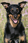 Beauceron Portrait