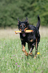 spielender Beauceron