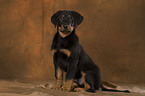 Beauceron Welpe