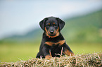 Beauceron Welpe