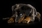 Beauceron Welpe