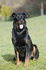 sitzender Beauceron