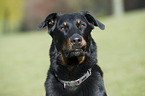 Beauceron Portrait