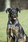 Beauceron Portrait